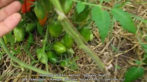 Помидоры Matt’s Hornet — Шершень Меттс Дом Помидоров — Помидом Дмитрия Гусева http___pomidom.ru_