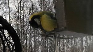 Шар-Синица буянит и выкидывает семечки?