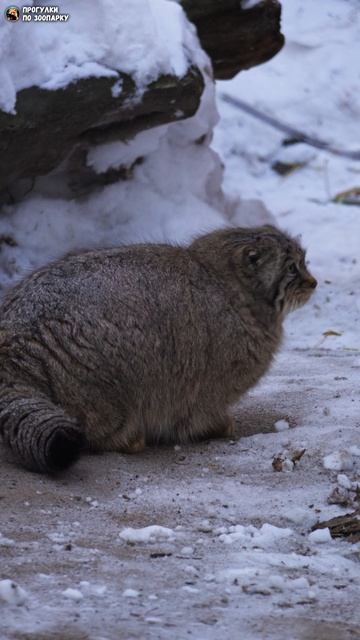 Манул Лоло чистит шубку в песке. Новосибирский зоопарк