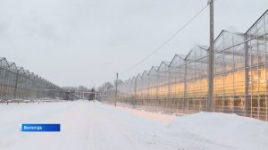Внесезонный урожай: как выращивают огурцы на вологодском комбинате «Тепличный»
