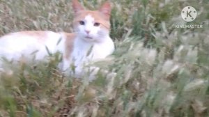 Я, Вас съем!