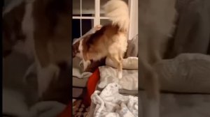 VID_20260216_130546_985.mp4