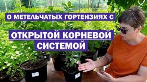 Метельчатые гортензии с ОТКРЫТОЙ КОРНЕВОЙ СИСТЕМОЙ (ОКС) // Плюсы и минусы