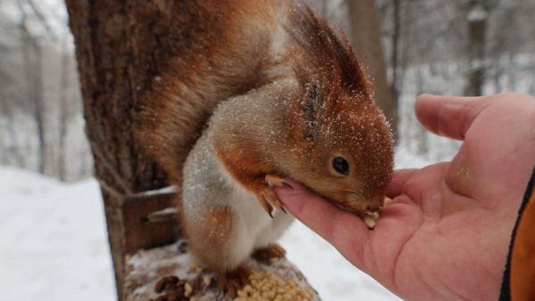 Красивая копия Толстой