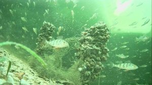 1000009989.mp4Волга гл.2м.16.02.2026г.