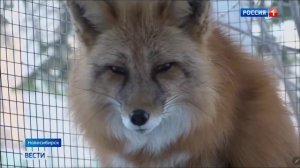 2026_02_09 Вести Новосибирск