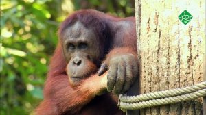 Жизнь вопреки. Анонс. Канал ЗОО ТВ