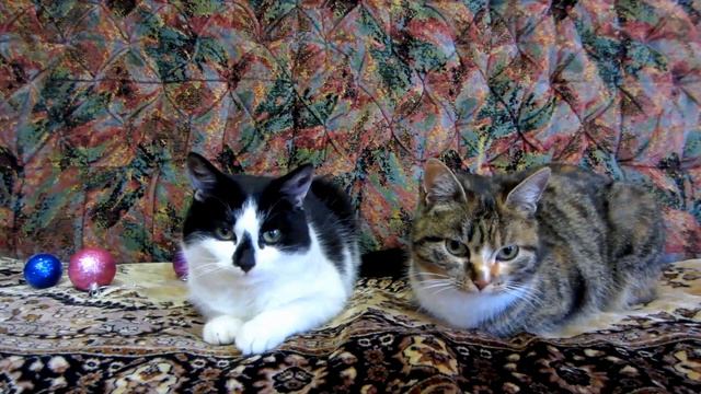 КОТЫ И ДРУЗЬЯ ПОЗДРАВЛЯЮТ ВАС 🎁🐾 смотреть онлайн