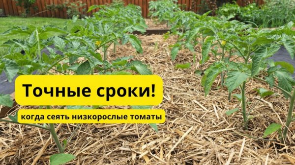 Когда сеять низкорослые томаты для открытого грунта- точные сроки