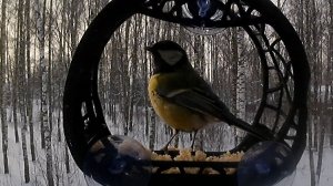 Птичка-синичка позирует