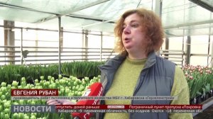 30 тысяч тюльпанов: цветы к празднику. Новости. 16/02/2026. GuberniaTV
