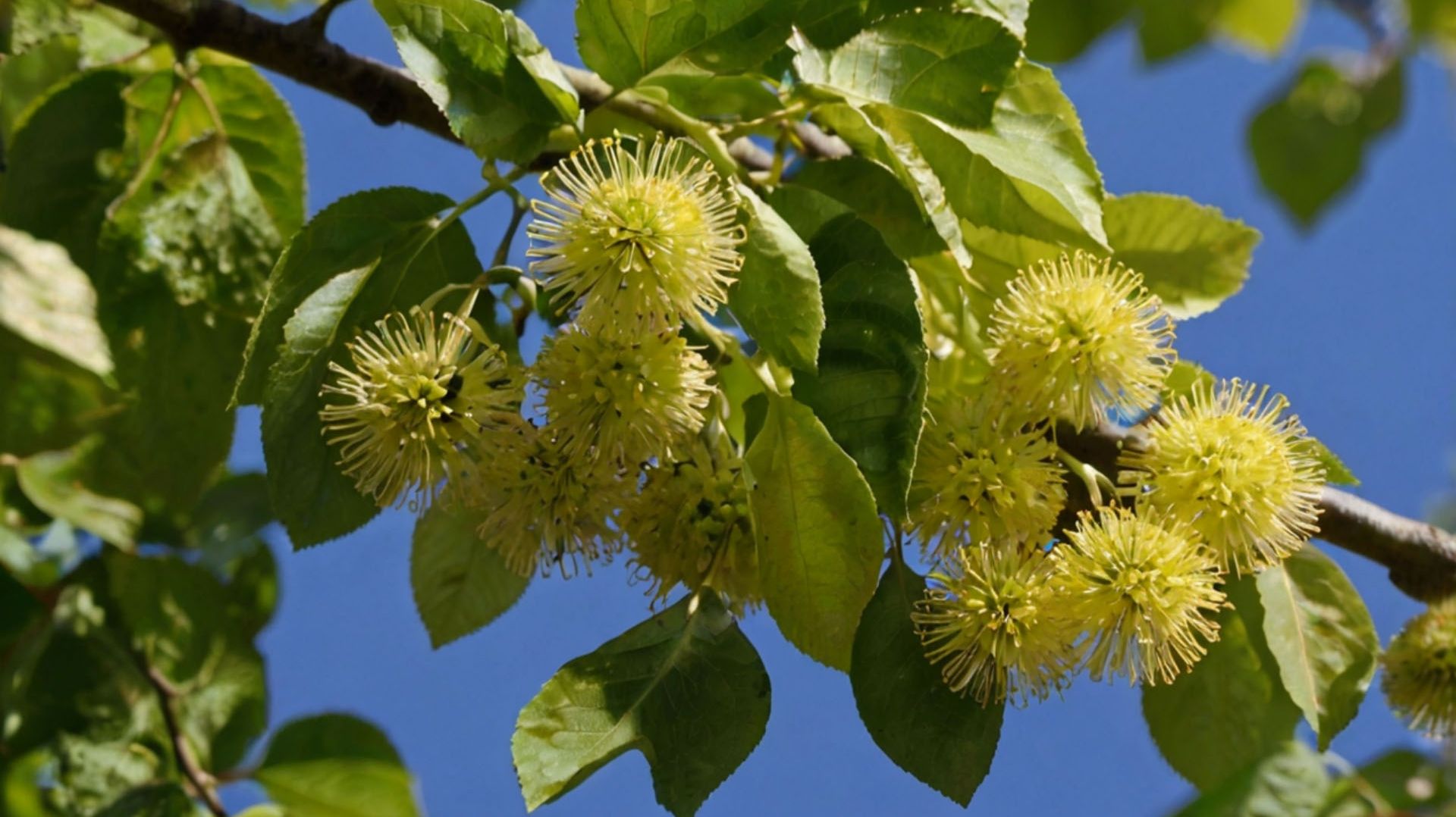 Липа, польза липы для организма человека!