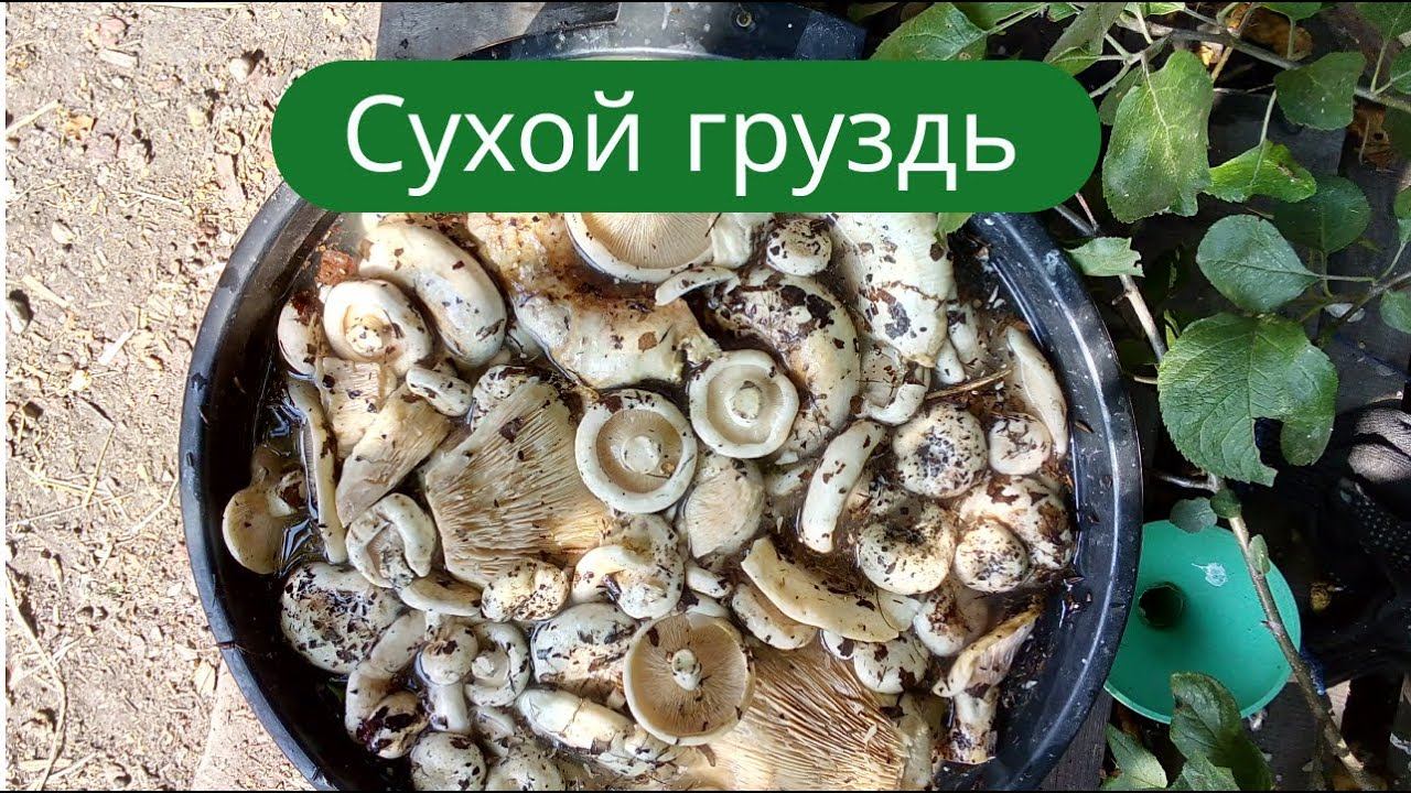 ✔Штраф за грибалку 50 тыс. руб. Как вам такой поворот, а? ✔