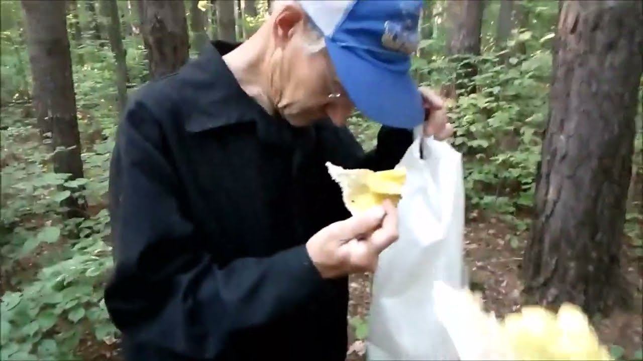 ✔Поход в лес за грибами - моховики, маслята, сыроежки, шампиньоныГрибалка 2022✔