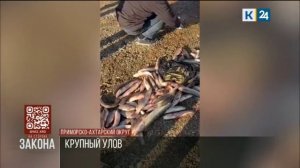 На Кубани у троих браконьеров изъяли 500 экземпляров рыбы на 600 тыс. рублей