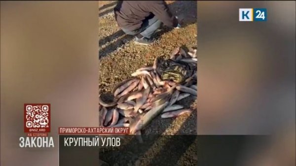 На Кубани у троих браконьеров изъяли 500 экземпляров рыбы на 600 тыс. рублей