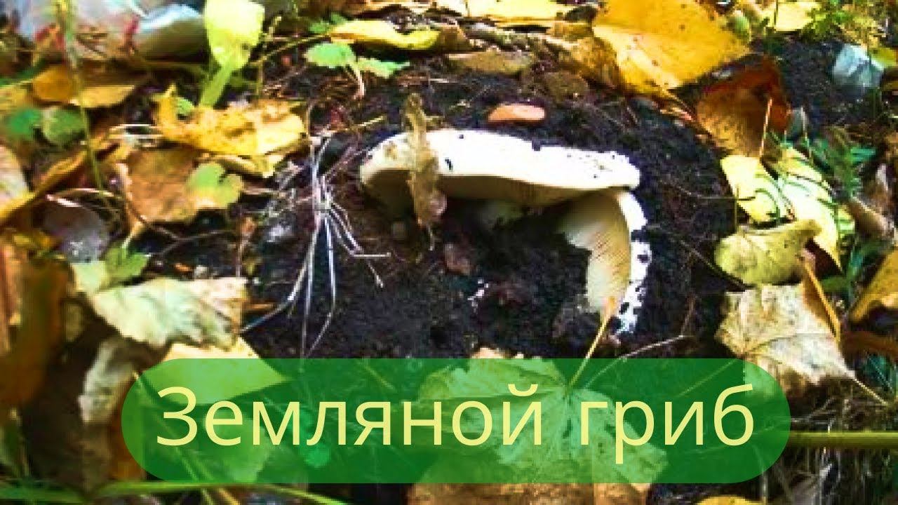 Закрытие грибного сезона 2021. Сухой груздь (подгруздок белый).