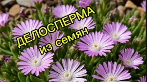 Делосперма из семян. Пикировка 16.02.26г