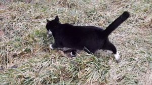 Кот красавец,но отказался есть!