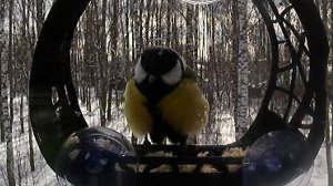 Птичка синичка оставляет комплимент повару