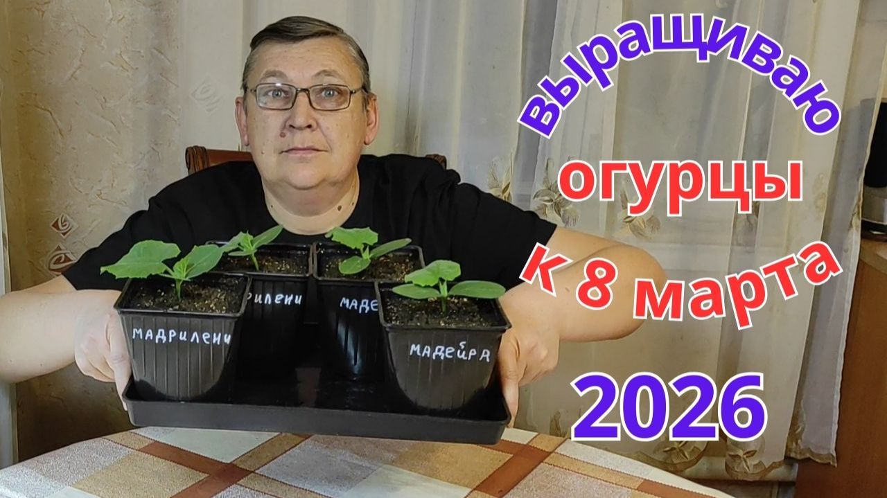 Выращиваю огурцы на подоконнике к 8 Марта. Подкормка и перевалка. часть 2 смотреть онлайн