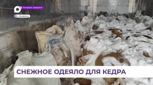 В Приморье идёт подготовка сеянцев кедра для будущего лесовосстановления