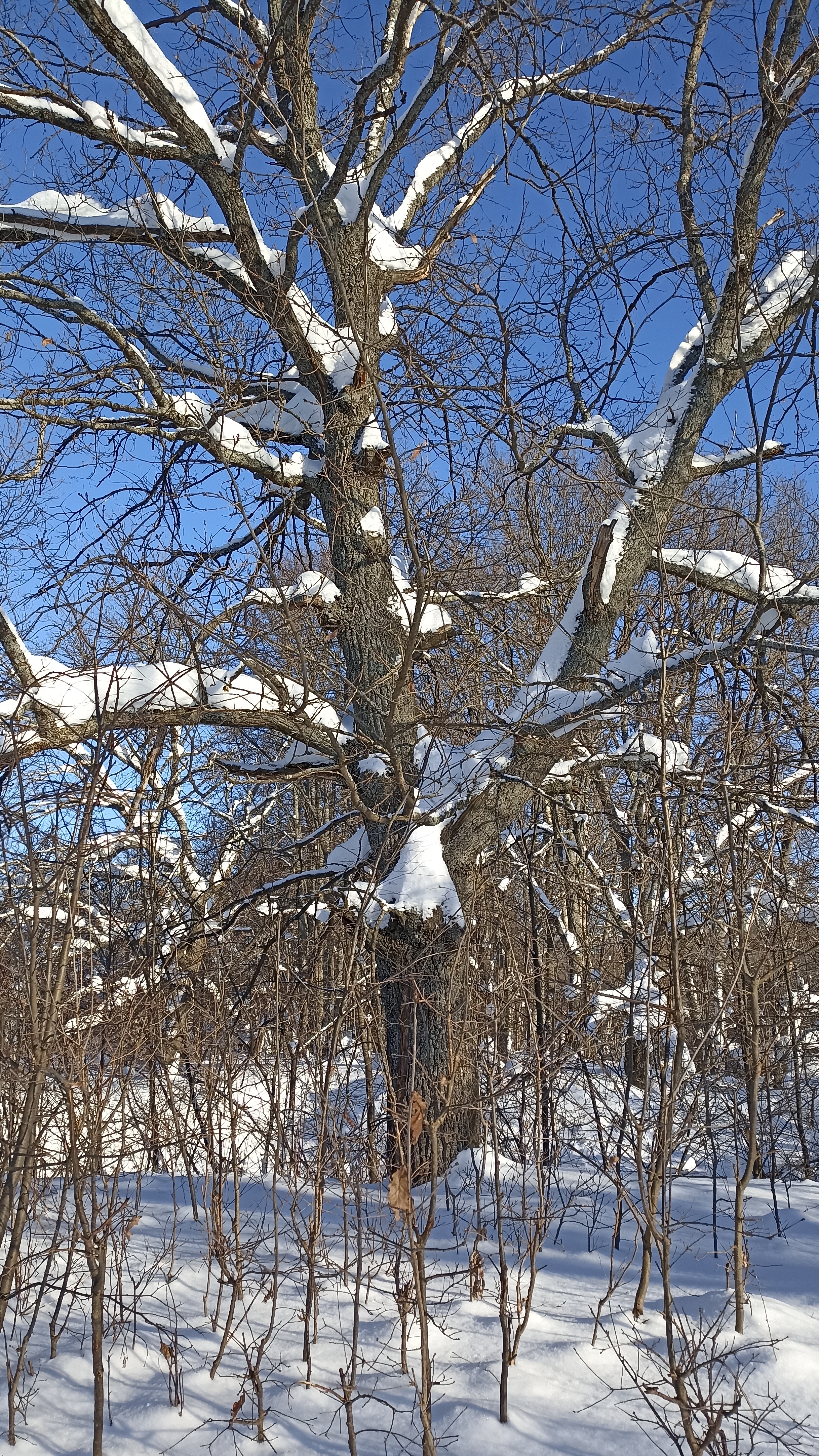 Дубы зимой.