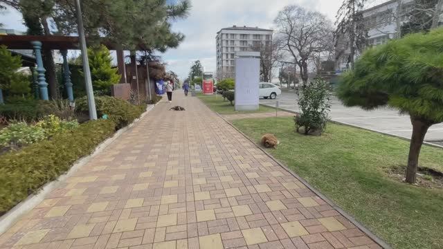 Мы снова в Анапе с Димой и Ромой смотреть онлайн