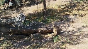 Кенгуру прыгают