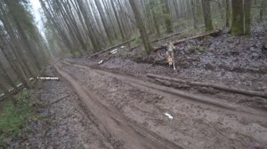 РГ Побудка (Стрелка) (3 года 8 месяцев) ВПКОС 7132/24. Охота на зайца беляка. Два зайца