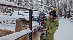 Шишки на лампушке & Питерлэнд