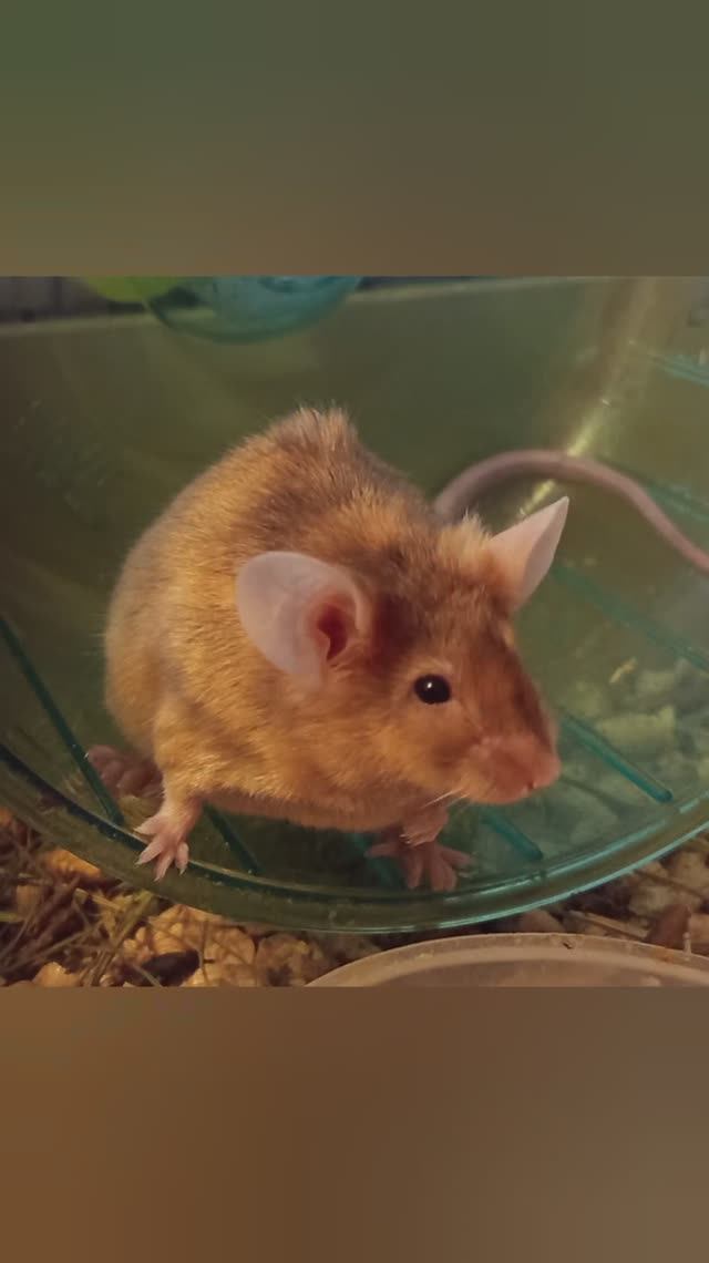 #животные #грызуны #мыши