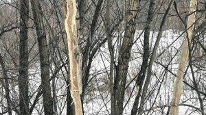 Тропа здоровья Восточная часть набережной Урала Оренбург  Виктор Поживин 15.02.26