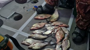 Лещи так и клюют. Первый трофей 2026г.Надо собираться домой.