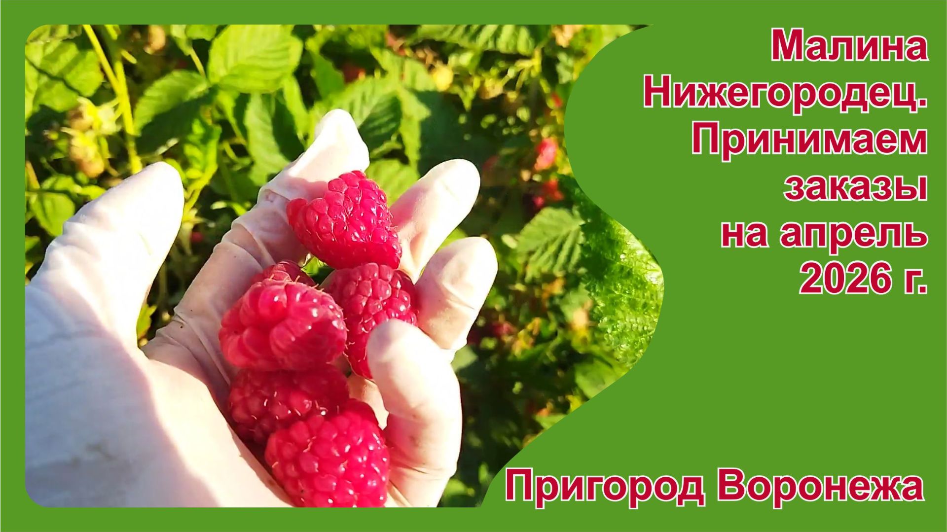 Малина Нижегородец лучший сорт для переработки. Принимаем заказы на саженцы на апрель 2026 г