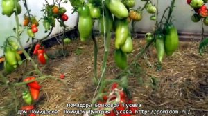 Помидоры Бочковой Гусева. Сахарный. Сорт высокорослый, достаточно ранний. Для отменной закуски!