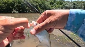 Бонус на донку и рыбалка на лесном озере, в поисках сазана