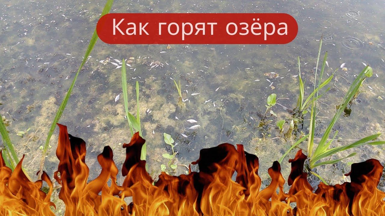 ✔Кто отравил озеро Лешачье?. Массовый замор рыбы  ✔