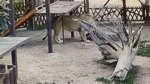 Из Архива. лето 2025. Азартный футболист. Разминка с красным мячом