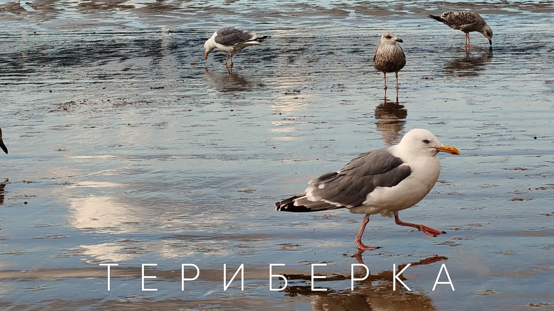 Путешествие на Русский север. Териберка, часть 2. смотреть онлайн