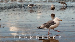 Путешествие на Русский север. Териберка, часть 2.