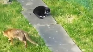 Психологическая игра разума: лиса против кошки