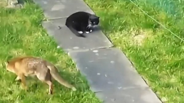 Психологическая игра разума: лиса против кошки