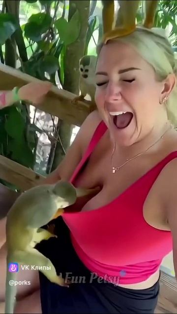 Сплошные нелепости