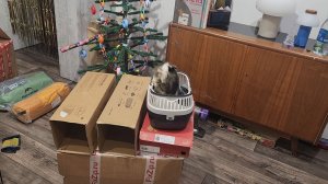 Генеральная уборка у морских свинок Улли и Пулли💧🐗