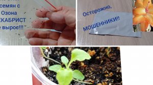 Не удалось вырастить декабрист из семян! Почему?