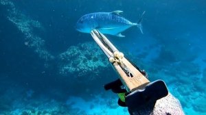 Сила гигантского тревалли была просто ошеломляющей... / Подводная рыбалка