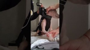 Мы на массаже опробываем сумки