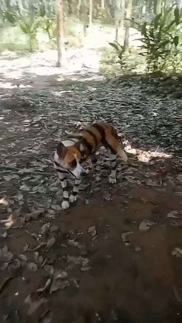 тигр смотреть онлайн