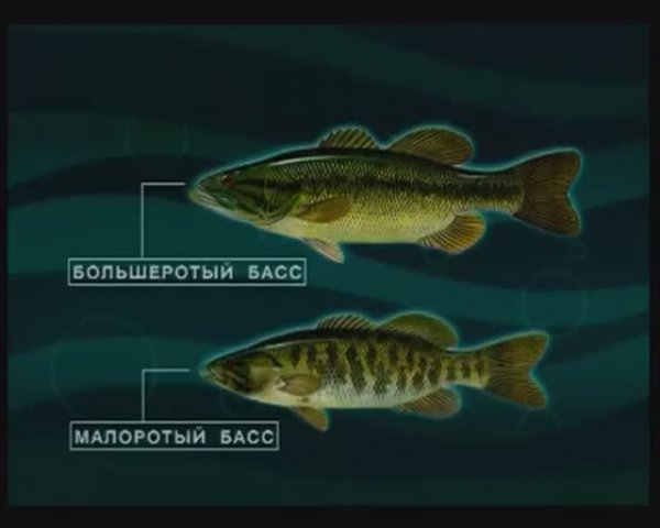 Как отличить Малоротого баса — Micropterus dolomieu от Большеротого баса — Micropterus salmoides ?